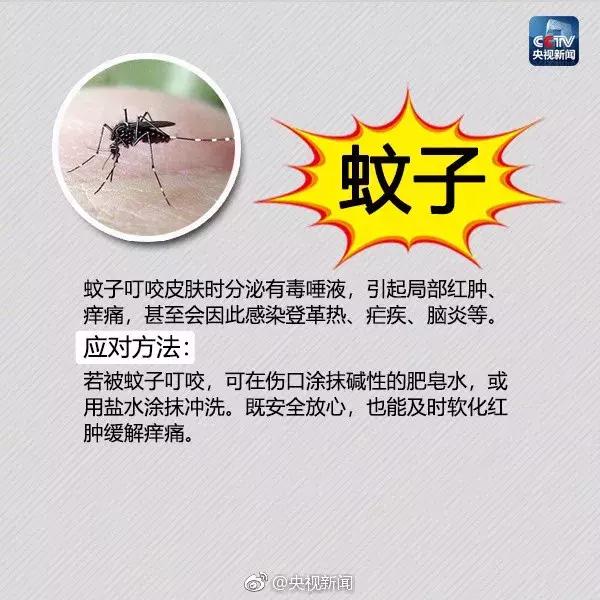 红火蚁出没村民被咬致休克,红火蚁入侵这里多人被咬伤