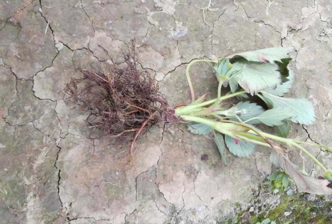 发现枯死树木如何处理,果树定植用什么防根腐