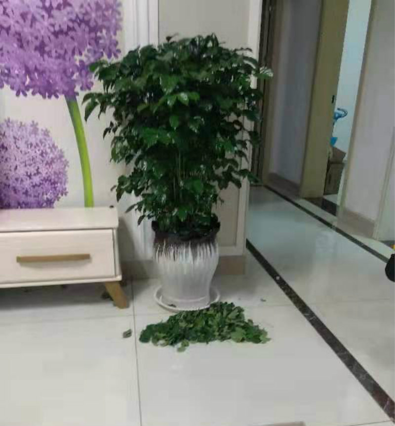 幸福树掉绿叶子是什么原因,幸福树掉绿叶怎么回事