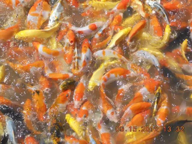 湖南最好的锦鲤养殖基地,湘潭锦鲤养殖