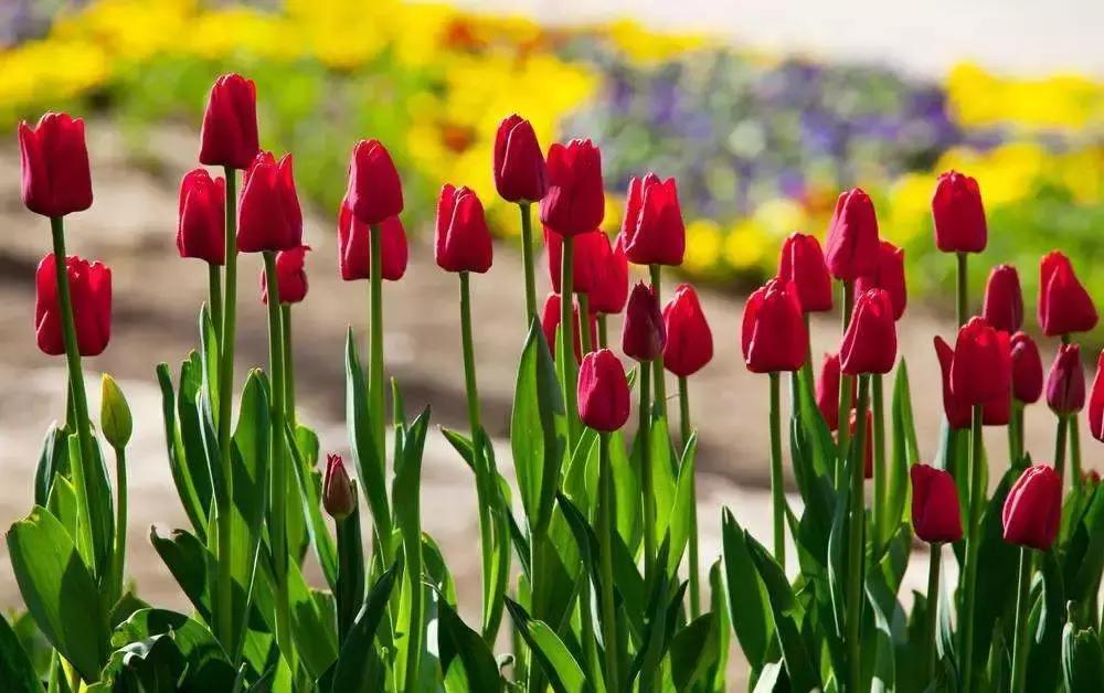 元宵花灯太美了,春季赏花郁金香太美了