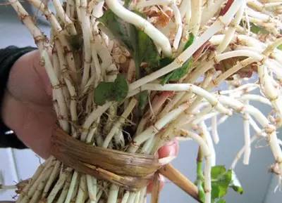 贵阳美食不放折耳根,与折耳根媲美的各省美食