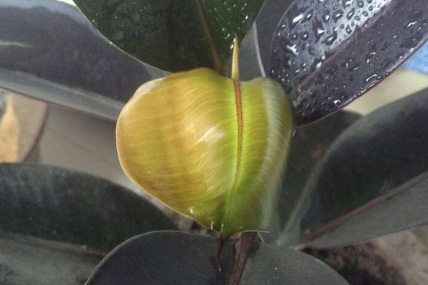 橡皮树叶子发黄怎么办,橡皮树叶子发红发黄怎么办