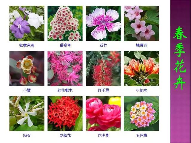 花卉大全500种观叶植物名称,1332种常见花卉植物图谱