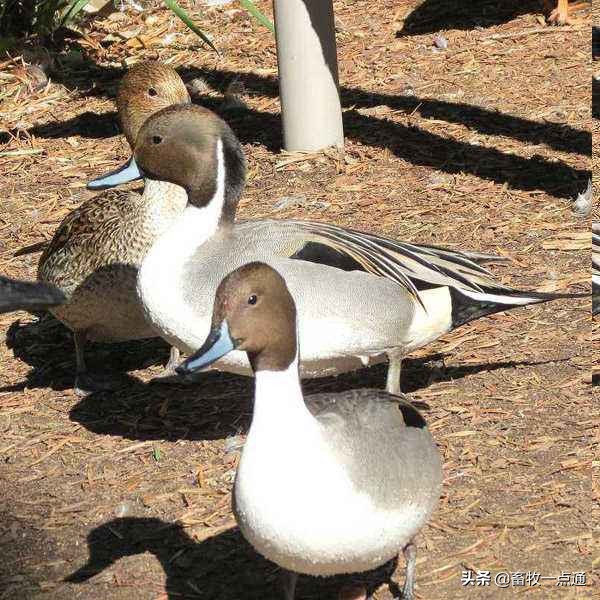 母鸡和母鸭的输精方法的区别,母鸭输精的正确方法