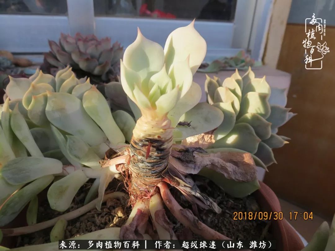 多肉黑茎咋办,多肉黑菌