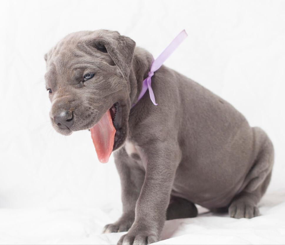 狗狗开始吐黄水后来吐血怎么回事,狗狗偶尔吐黄水是怎么了