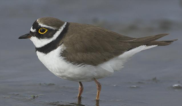 东江揽胜,惠州淡水常见鸟类图谱