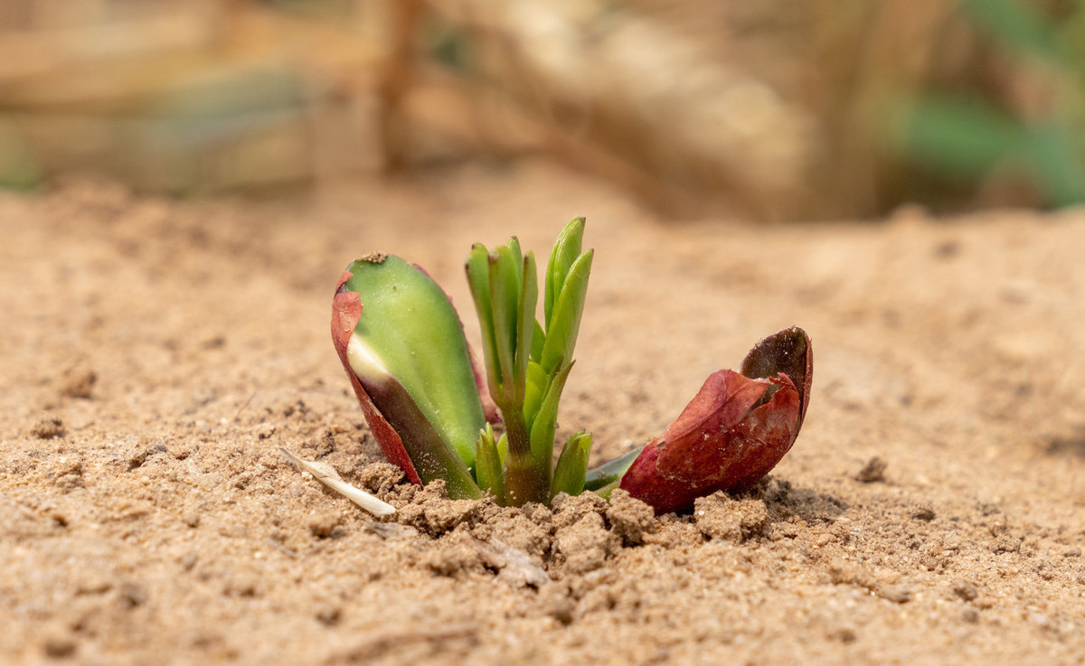 花生是剥籽种植好还是带壳种植好,花生可以和什么作物一起种植