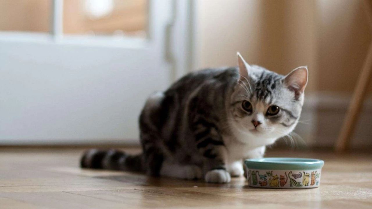 家里养猫咪怎么样才能除臭,家里养的猫咪觉得脏怎么办
