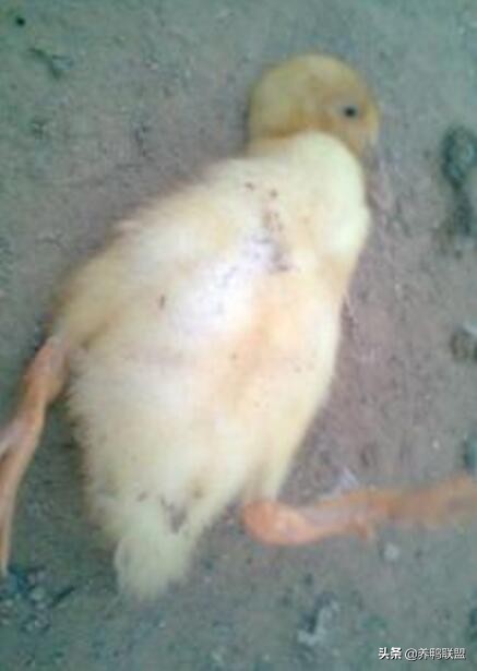 肉鸭十日龄开始鸭瘫怎么办,鸭子瘫痪吃什么药好得快