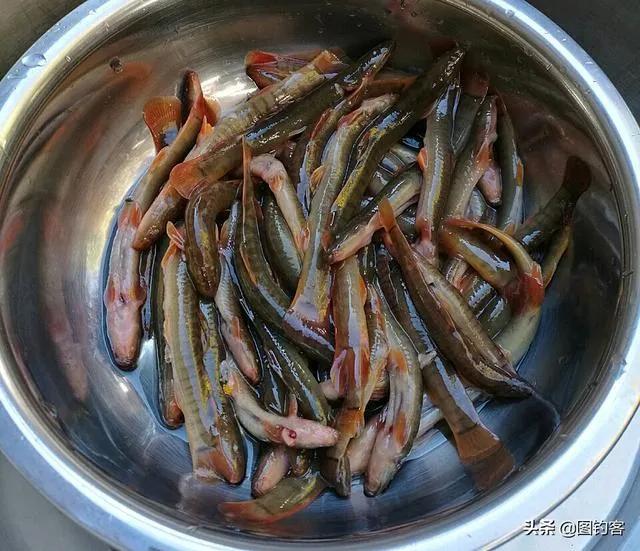 中国最好吃的4大淡水鱼,中国特别好吃的10种淡水鱼