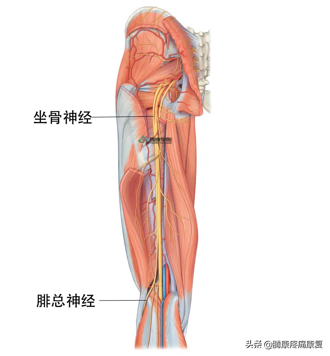 最全！脊神经系统汇总