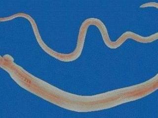 法斗拉稀吃什么好,每日拉稀怎么办