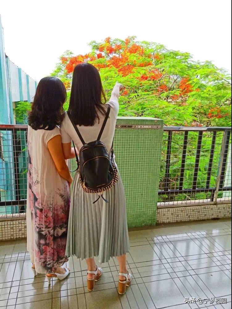 凤凰花开似红云,凤凰花开灿若云霞美图