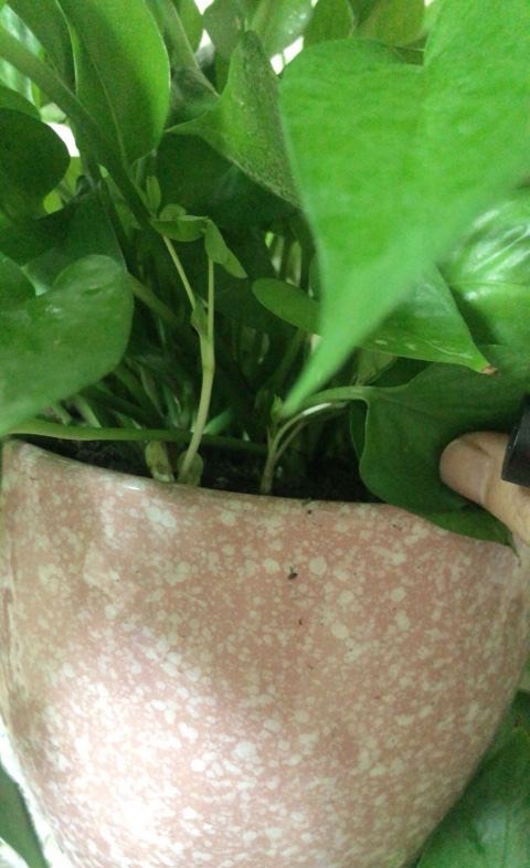 绿萝冻伤叶子发黄怎么救,绿萝叶子冻伤掉完了就剩藤条了