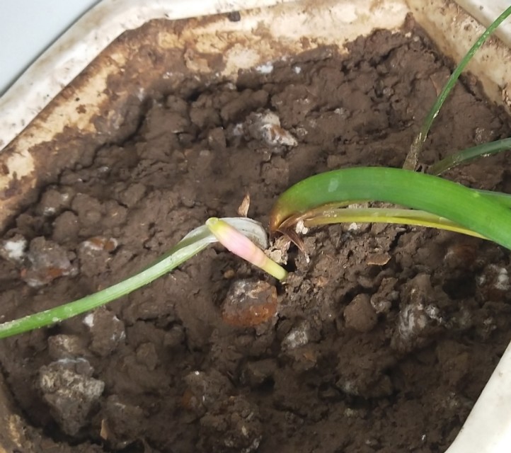 春暖花开原创的声音,倾听花开的声音