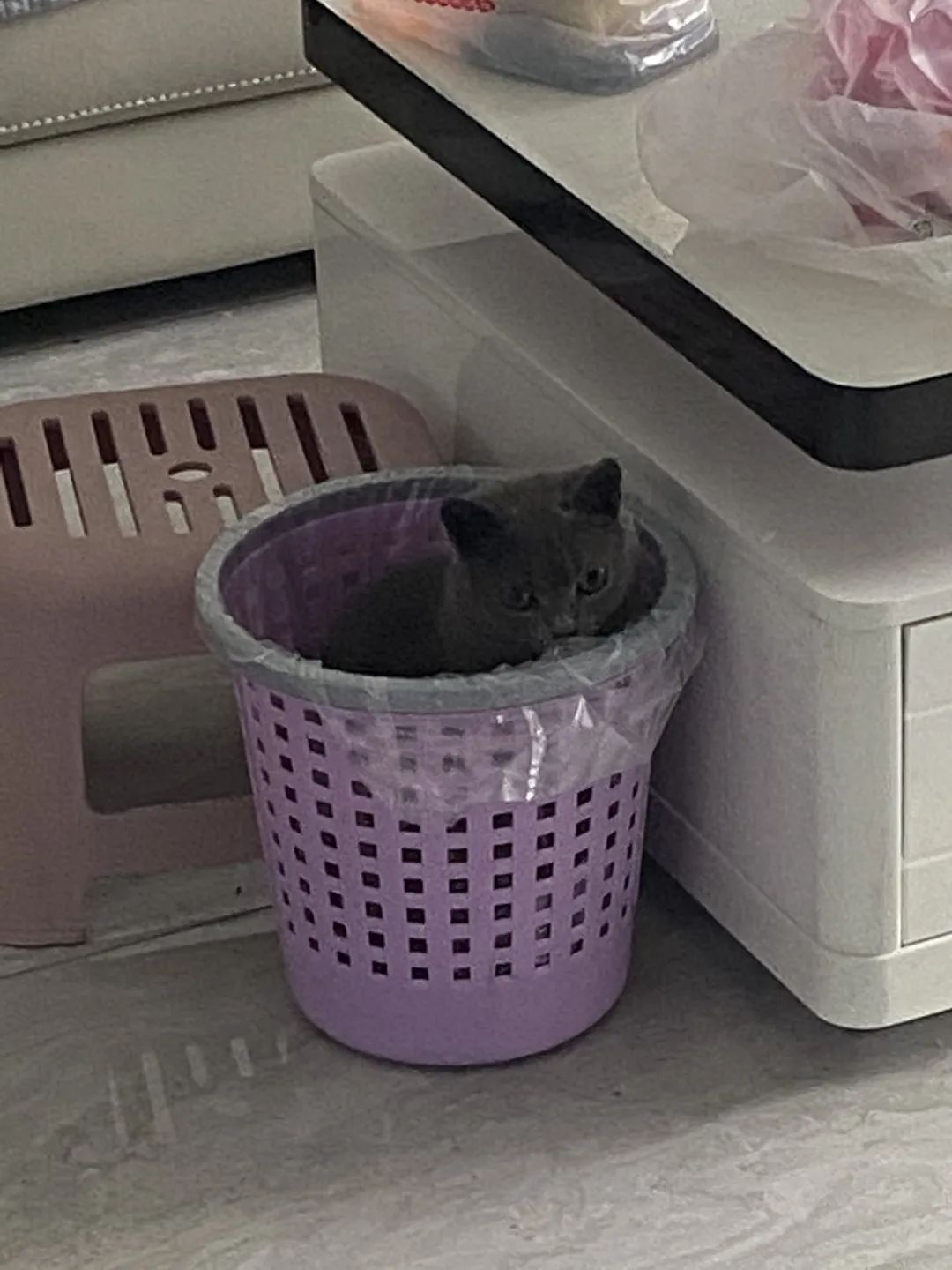 和宠物沟通说什么,宠物谈恋爱怎么回事