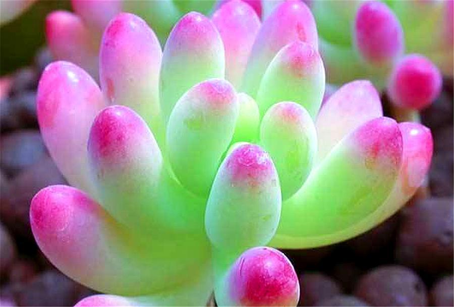 多肉虹之玉大叶,多肉虹之玉老桩