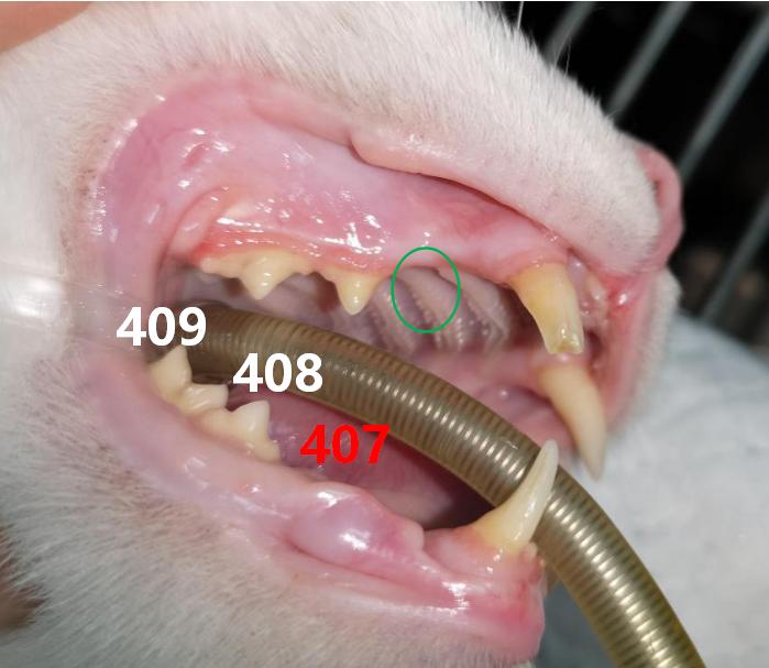 关于猫牙齿的冷知识,猫的牙怎么护理