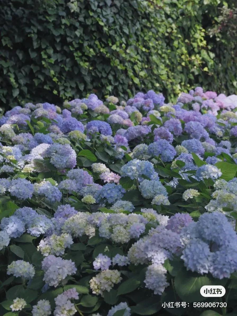 昆明绣球花推荐,昆明赏绣球花季节