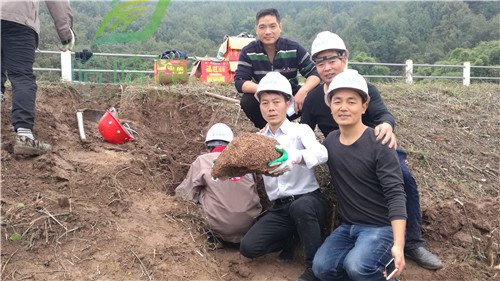 园林白蚁怎么消灭才干净,重庆除白蚁方法
