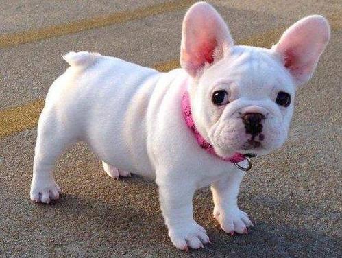 有几种大耳朵狗,大耳朵狗有什么特征