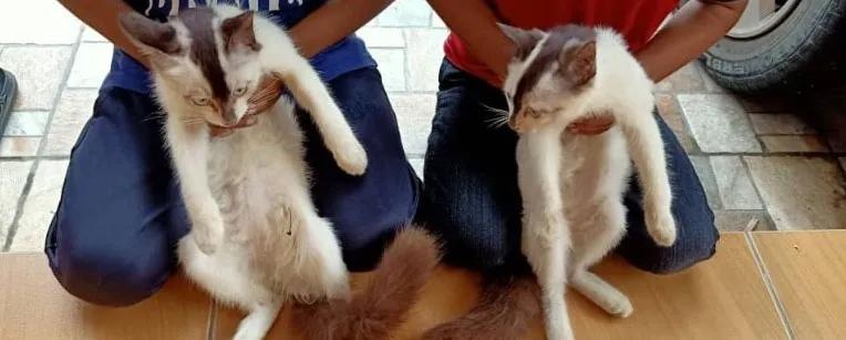 全球罕见足球猫冲上热搜，网友：指定染色！结果......哈哈哈哈