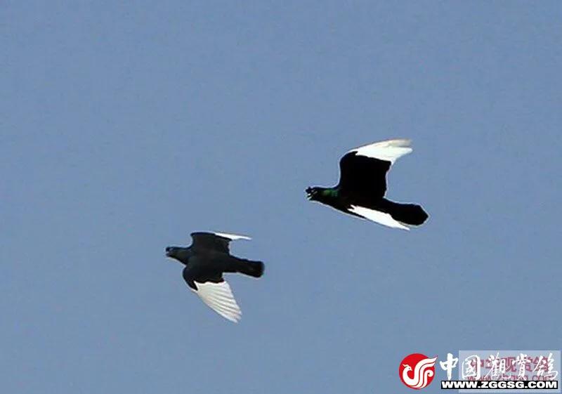 北京鸽哨制作,北京鸽哨晨曲