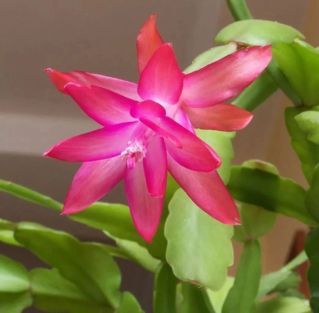 蟹爪兰假昙花仙人指花期如何,蟹爪兰仙人掌假昙花哪个长势旺