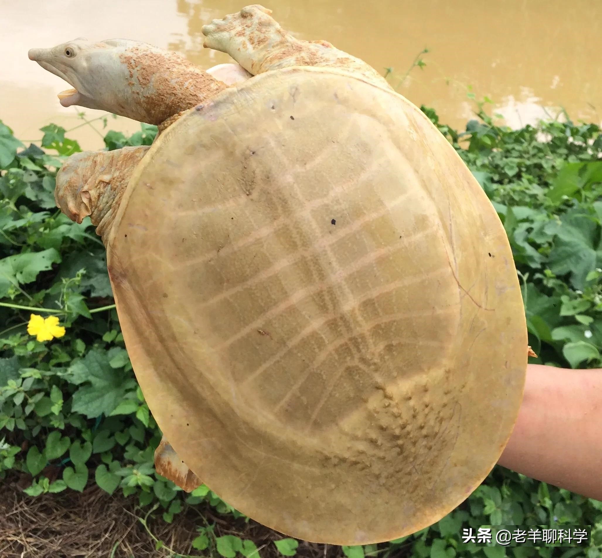 长出白斑！恒河鳖被宠到自然老死而成灾，中国吃货能解决吗？