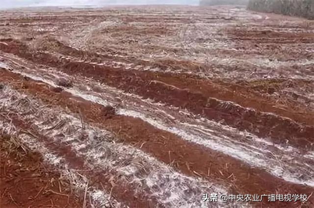 土传病害一招搞定,生石灰土壤杀菌每亩用多少斤