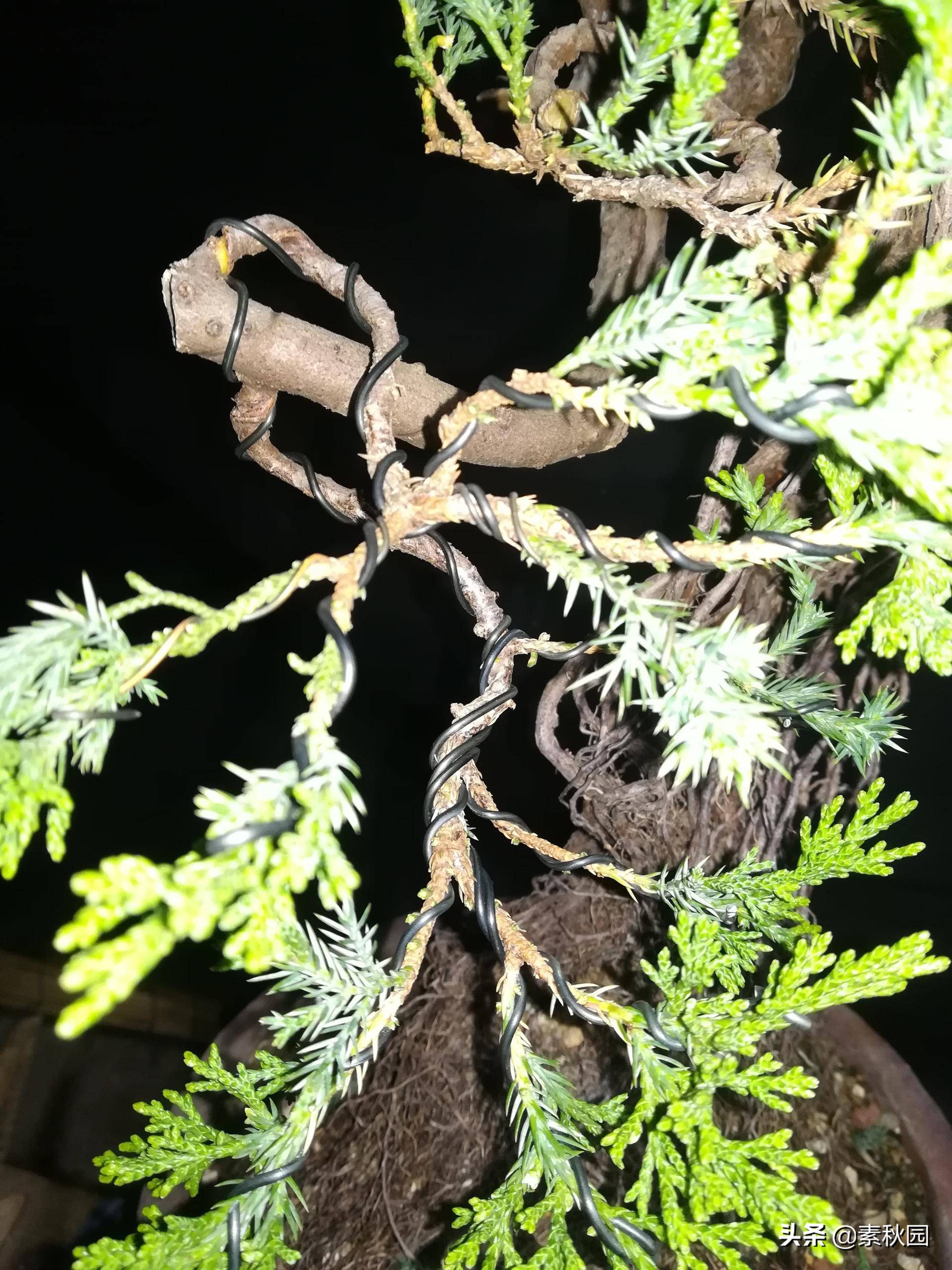 怎样从一棵小苗培养成提根盆景—台湾真柏