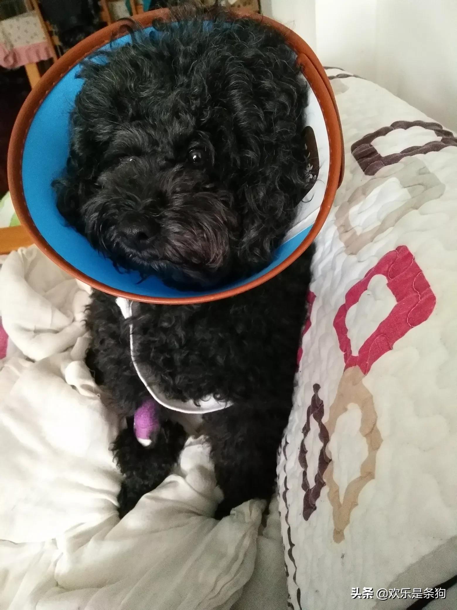 狗狗做绝育全过程,做绝育的狗狗全过程