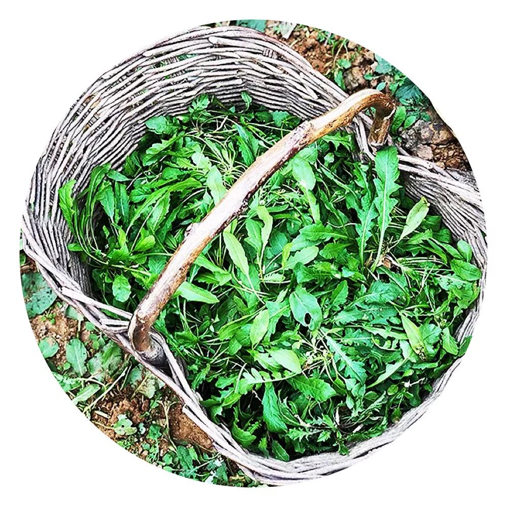 农家野菜好吃绿色又健康,农村随处可见的野菜