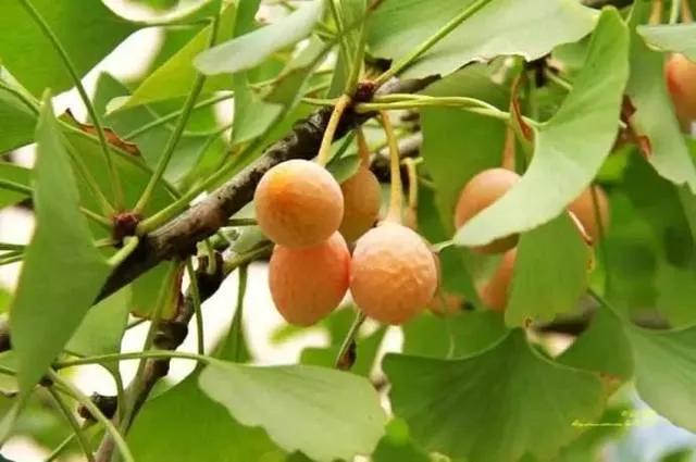 中药古今研究桑寄生,关于中草药银杏的功效