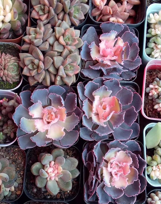 淘宝买多肉带盆的需要脱土修根吗,淘宝上买多肉有什么坑