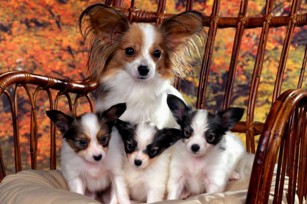 狗狗产后营养不足,狗狗产后不能吃什么