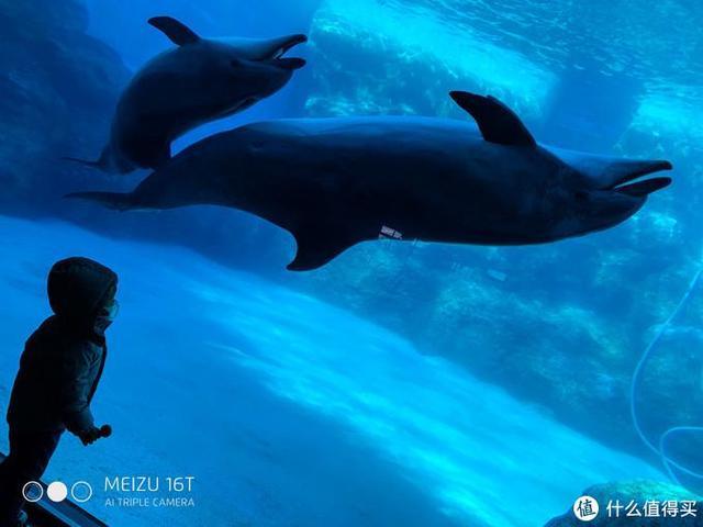 日本pitta口罩,日本买口罩用什么软件