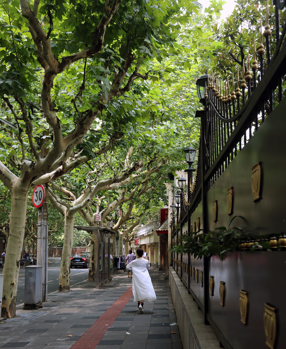 静雅碧螺红茶,静雅武夷