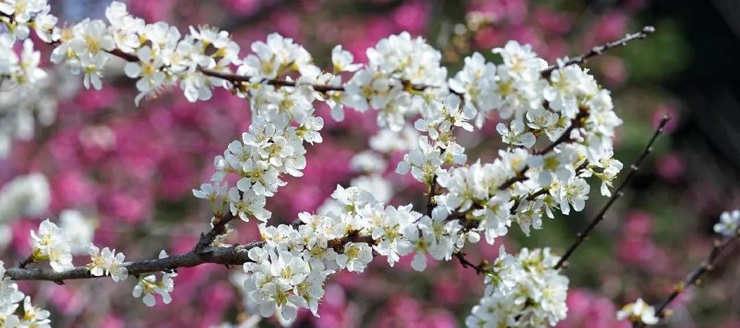 广州现在花开的季节,广州现在什么花开了