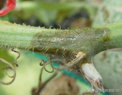 大棚甜瓜种植技术视频教程,大棚种植甜瓜利润怎么样