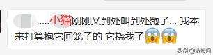 突然养猫了很焦虑,自从接了一只猫回家