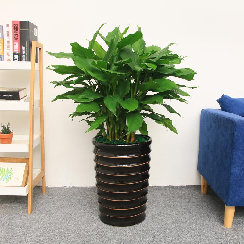 过年好看的年宵花,传统年宵花有哪些