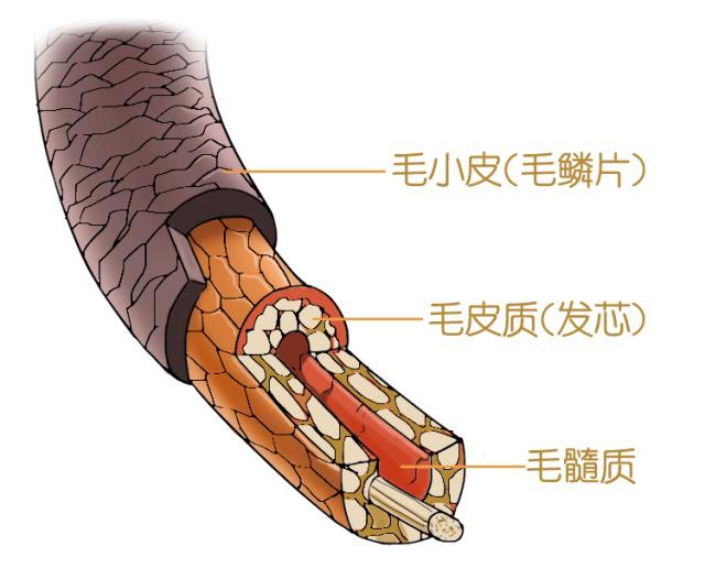 男士头发干枯像稻草,头发严重受损像玉米须怎么修复