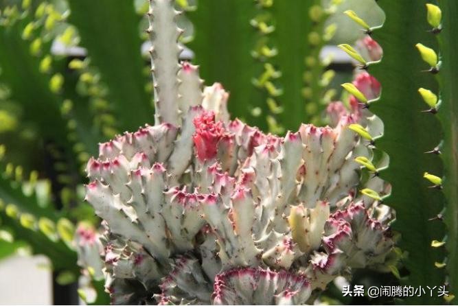 彩春峰变红,彩春峰品种图片