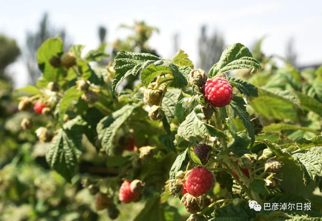 沿着这条路，带你看遍巴彦淖尔“山水林田湖草沙”