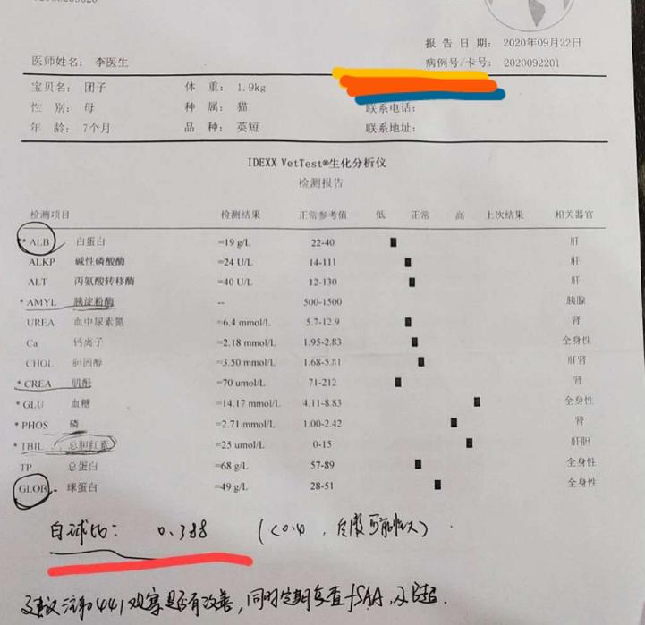 团子猫传腹治好了吗,团子的猫传腹