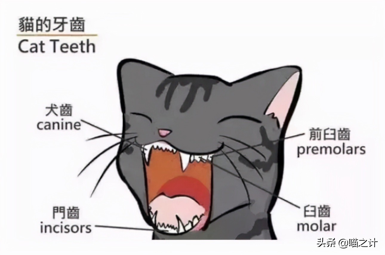 猫咪口臭怎么办最有效的方法,猫咪有口臭怎么解决