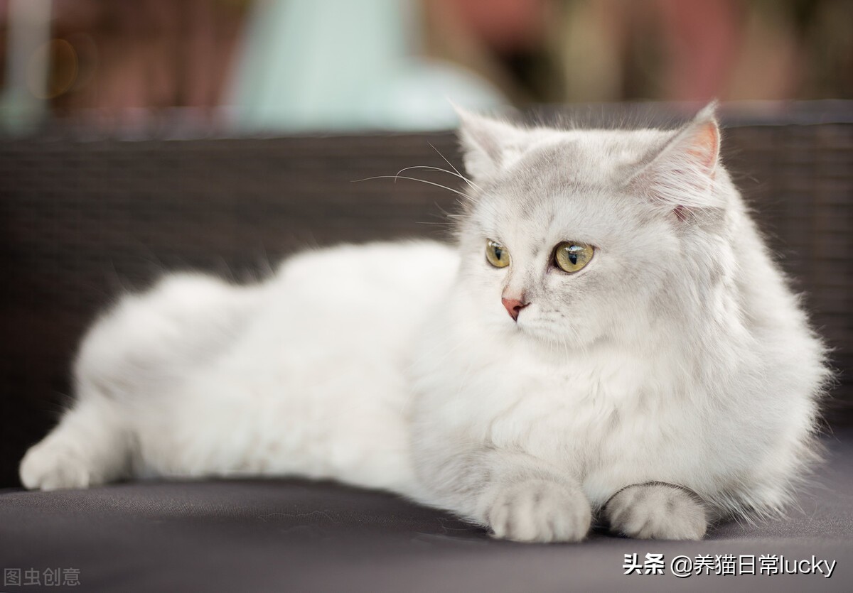 盘点那些非常好看的猫,盘点世界上最好看的猫